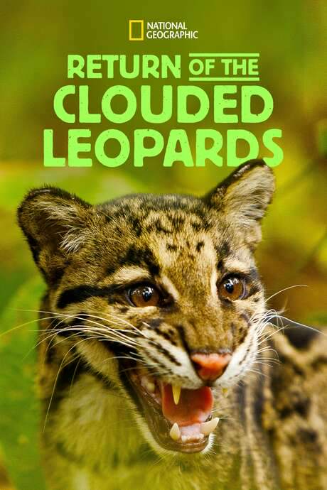 Return of the Clouded Leopards